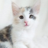 ノルウェージャンフォレストキャット