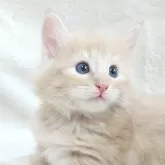 ノルウェージャンフォレストキャット