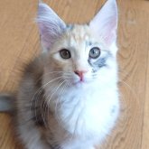 ノルウェージャンフォレストキャット