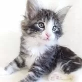 ノルウェージャンフォレストキャット