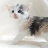 ノルウェージャンフォレストキャット