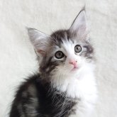 ノルウェージャンフォレストキャット