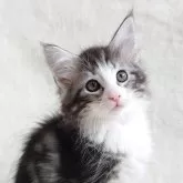 ノルウェージャンフォレストキャット