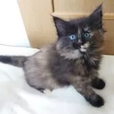 ノルウェージャンフォレストキャット
