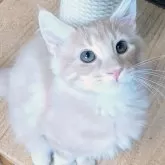 ノルウェージャンフォレストキャット