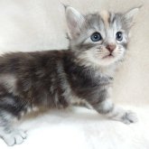 ノルウェージャンフォレストキャット