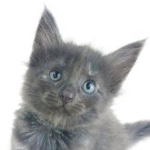 ノルウェージャンフォレストキャット