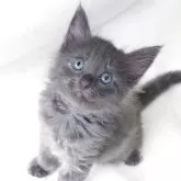ノルウェージャンフォレストキャット