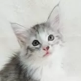 ノルウェージャンフォレストキャット