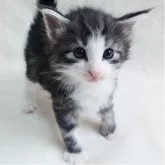 ノルウェージャンフォレストキャット