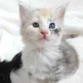 ノルウェージャンフォレストキャット