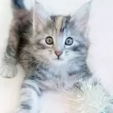 ノルウェージャンフォレストキャット