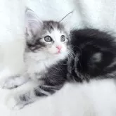 ノルウェージャンフォレストキャット
