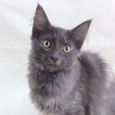 ノルウェージャンフォレストキャット