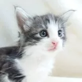 ノルウェージャンフォレストキャット