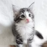ノルウェージャンフォレストキャット