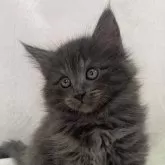 ノルウェージャンフォレストキャット【東京都・女の子・2025年2月22日・ブルー】の写真1