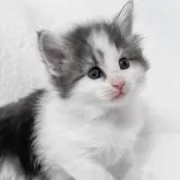 ノルウェージャンフォレストキャット【東京都・女の子・2025年1月11日・ブルークラシックタビー&ホワイト】の写真1