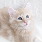 ノルウェージャンフォレストキャット