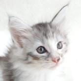 ノルウェージャンフォレストキャット