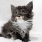 ノルウェージャンフォレストキャット【東京都・男の子・2025年1月11日・ブラックスモーク&ホワイト】の写真1