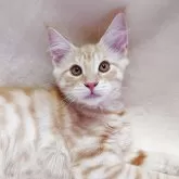 ノルウェージャンフォレストキャット