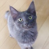 ノルウェージャンフォレストキャット