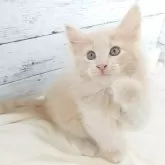 ノルウェージャンフォレストキャット