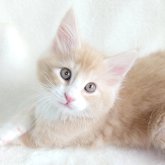 ノルウェージャンフォレストキャット