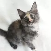 ノルウェージャンフォレストキャット