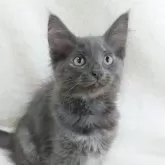 ノルウェージャンフォレストキャット
