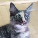 ノルウェージャンフォレストキャット