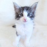 ノルウェージャンフォレストキャット