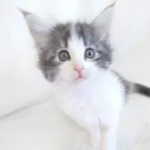 ノルウェージャンフォレストキャット