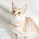 ノルウェージャンフォレストキャット