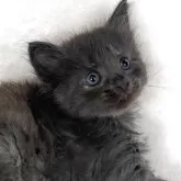 ノルウェージャンフォレストキャット