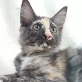 ノルウェージャンフォレストキャット