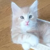 ノルウェージャンフォレストキャット