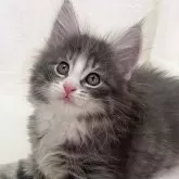 ノルウェージャンフォレストキャット