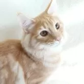 ノルウェージャンフォレストキャット