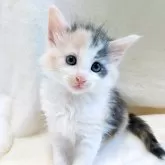 ノルウェージャンフォレストキャット