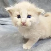 ノルウェージャンフォレストキャット