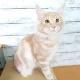 ノルウェージャンフォレストキャット【東京都・男の子・2025年5月31日・クリーム(シルバー)クラシックタビー】の写真6