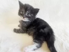 ノルウェージャンフォレストキャット【東京都・男の子・2025年1月11日・ブラックスモーク&ホワイト】の写真10