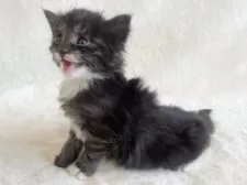 ノルウェージャンフォレストキャット【東京都・男の子・2025年1月11日・ブラックスモーク&ホワイト】の写真9