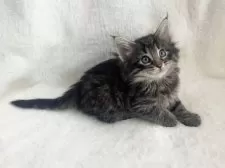 ノルウェージャンフォレストキャット【東京都・女の子・2025年2月22日・ブラッククラシックタビー】の写真10