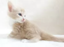 ノルウェージャンフォレストキャット【東京都・男の子・2025年10月8日・クリーム(シルバー)クラシック&ホワイト】の写真9