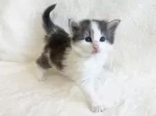 ノルウェージャンフォレストキャット【東京都・女の子・2025年1月11日・ブルークラシックタビー&ホワイト】の写真11