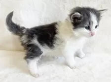 ノルウェージャンフォレストキャット【東京都・女の子・2025年1月11日・ブルークラシックタビー&ホワイト】の写真12