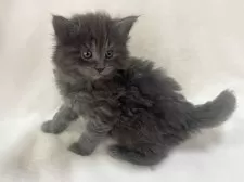 ノルウェージャンフォレストキャット【東京都・女の子・2025年2月22日・ブルー】の写真14